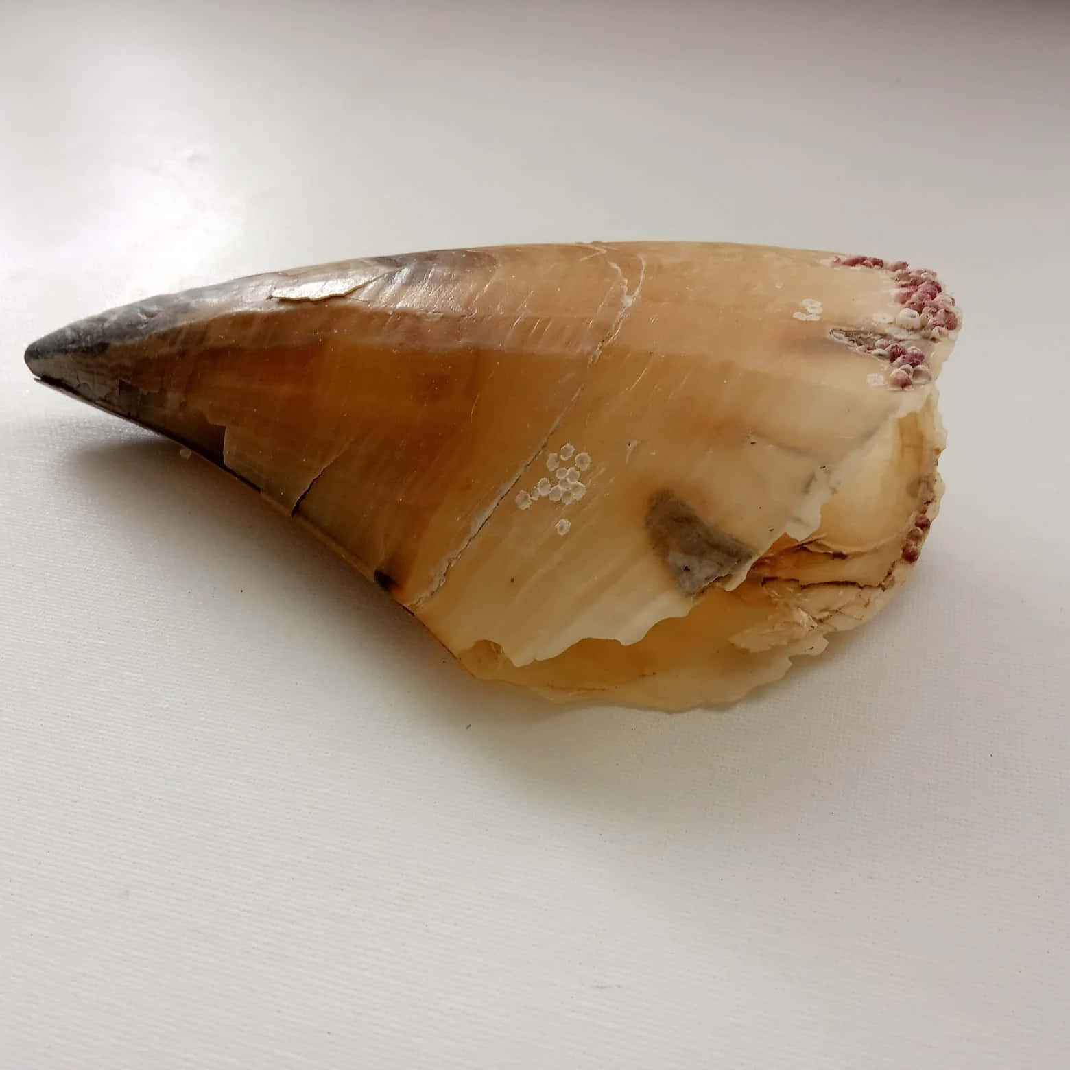  壁紙 — 一個帶有琥珀色和灰色色調的大型圓錐形貝殼，放置在一個白色平面上，顯示出自然磨損和小型藤壺狀生長物。