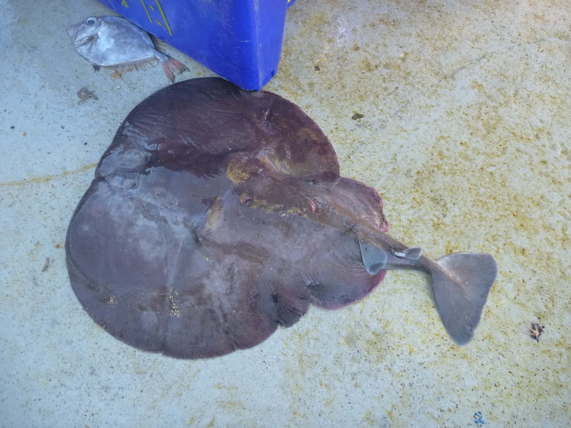  壁紙 — 一條大的深棕色比目魚躺在髒污的混凝土地板上，旁邊有一個藍色容器和一條較小的銀色魚。