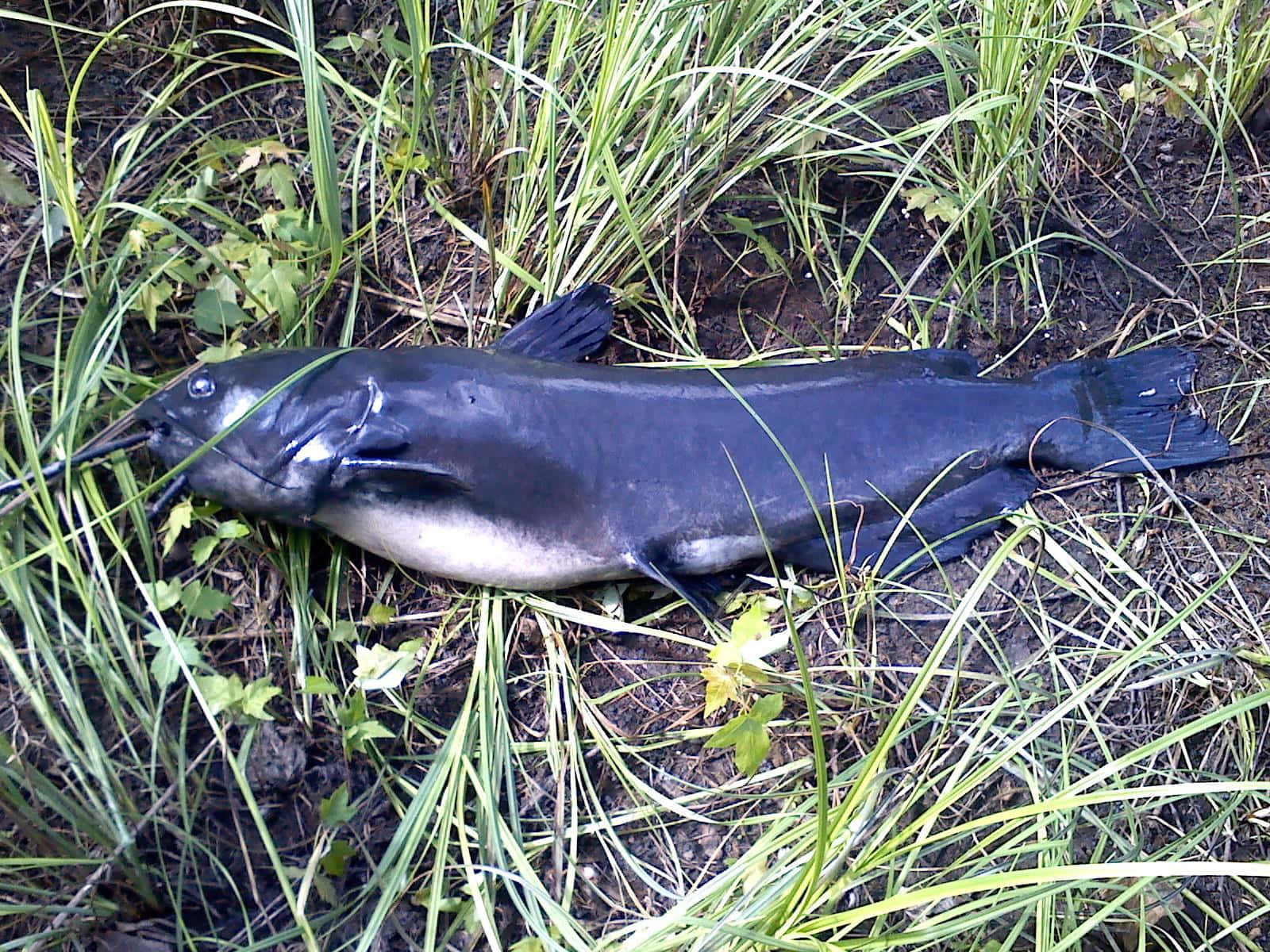  壁紙 — 一條大型深色鯰魚一動不動地躺在高高的綠草和泥濘的土壤中。