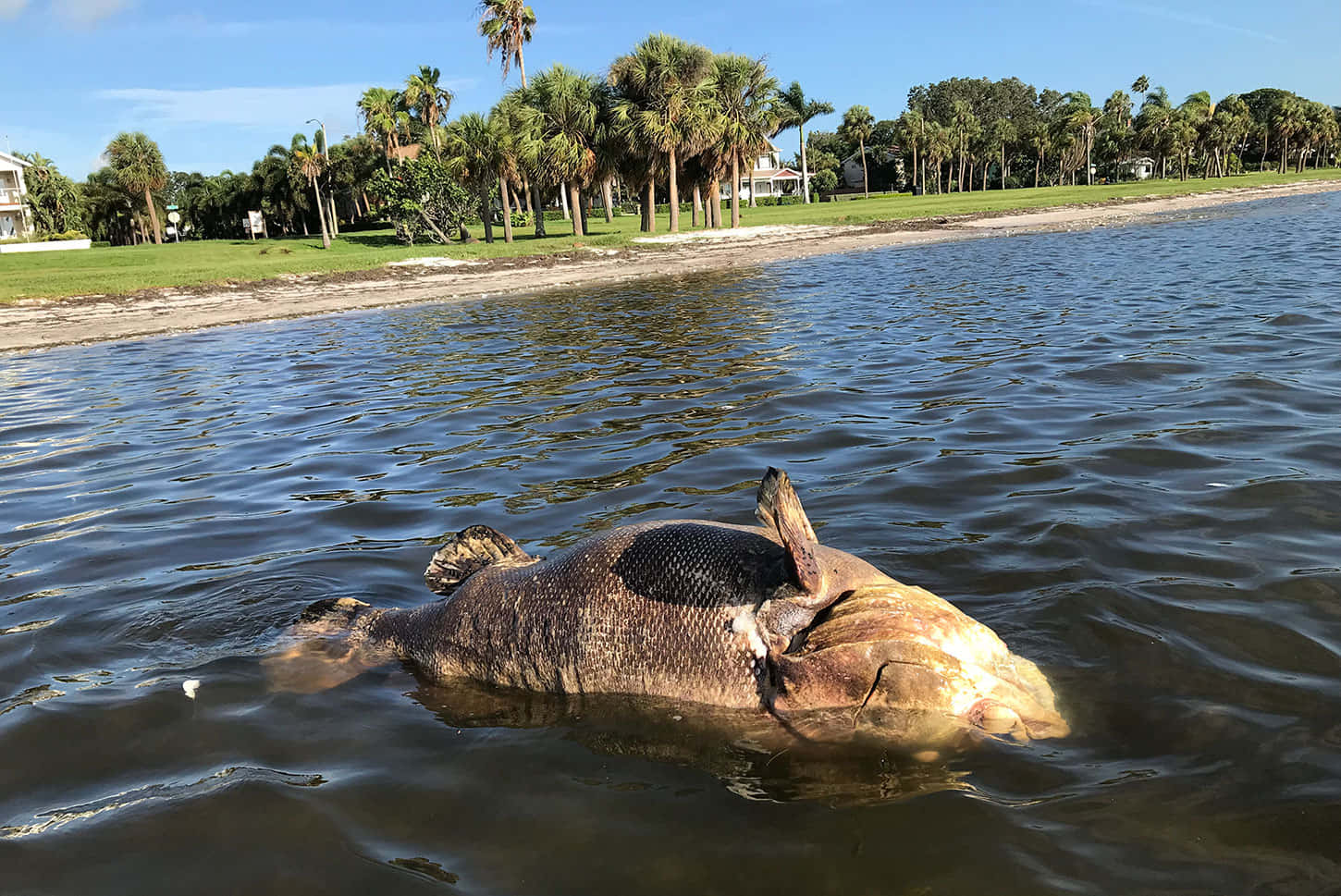  壁紙 — 一條大死魚在清澈藍天下，靠近棕櫚樹成蔭的海岸，肚皮朝上漂浮在渾濁的水中。