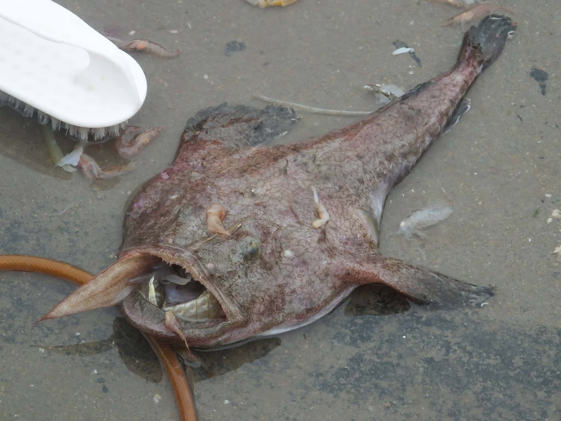  壁紙 — 一條大扁魚，嘴巴寬闊，魚鰭帶刺，躺在濕沙上，旁邊有一隻白色人字拖和一隻小蝦。