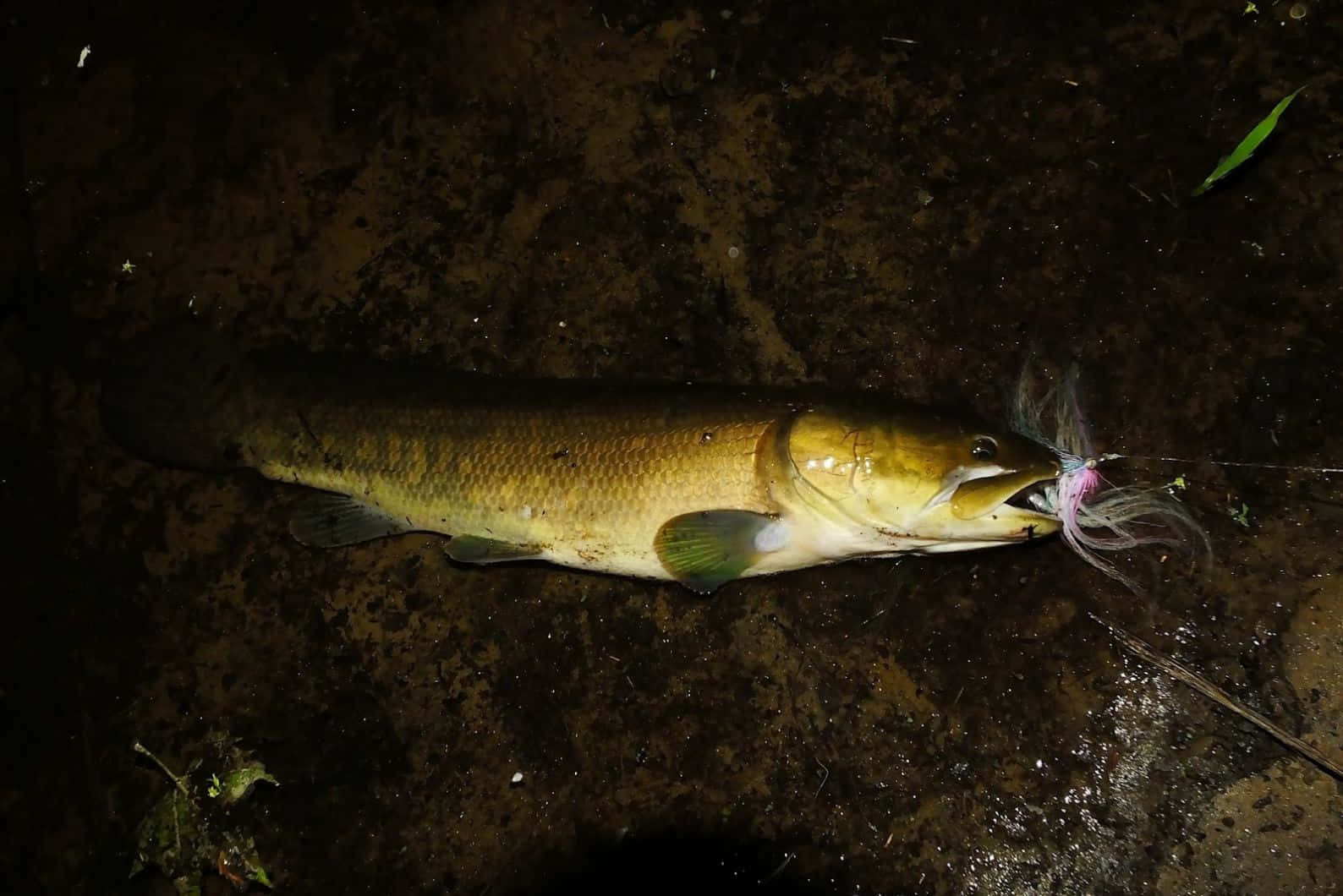  壁紙 — 一條大型金棕色魚躺在泥濘的地面上，嘴裡卡著一個粉紅色的魚餌，光線昏暗。