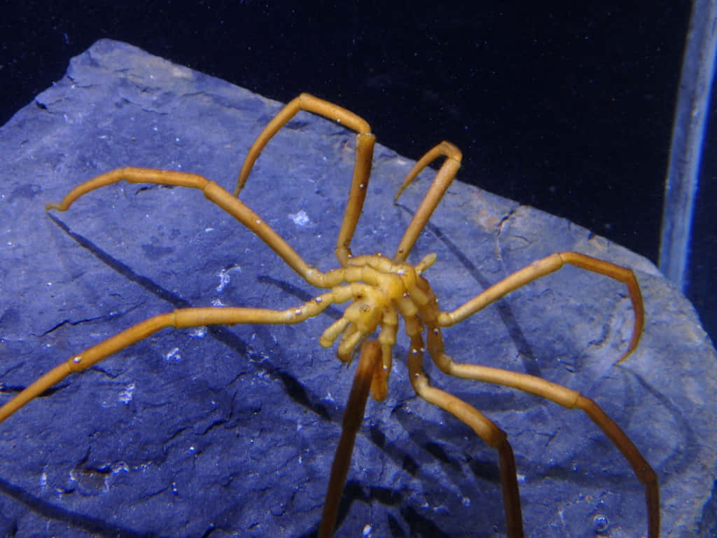 Sea Spider 桌布 壁紙 — 一隻大型橙色蜘蛛蟹在黑暗背景的水下藍色岩石上休息。