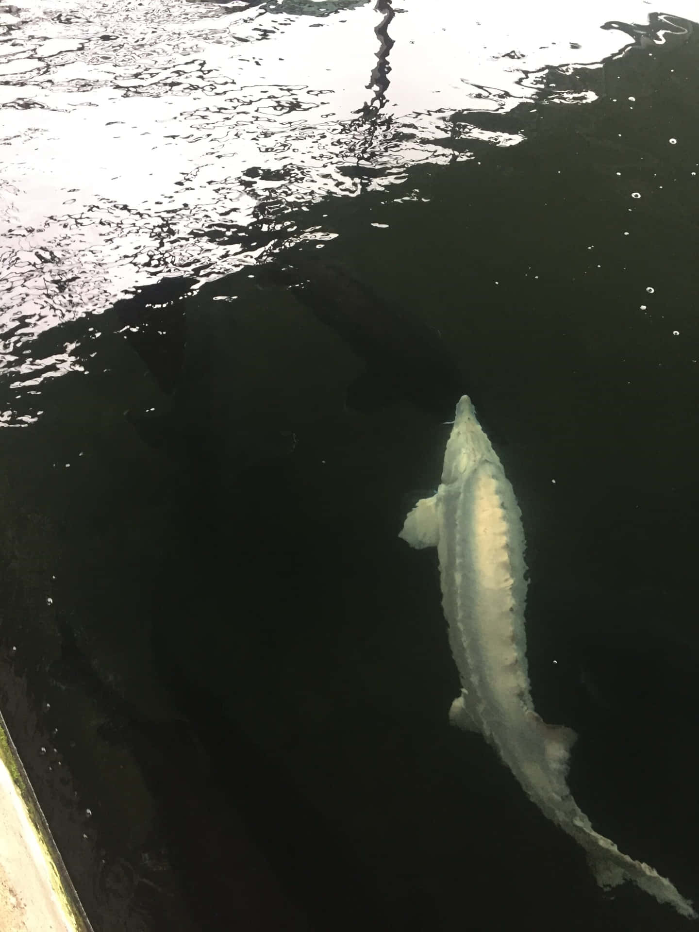  壁紙 — 一條巨大的淺色鱘魚在明亮水面反射下，優雅地滑過黑暗、波光粼粼的水中。