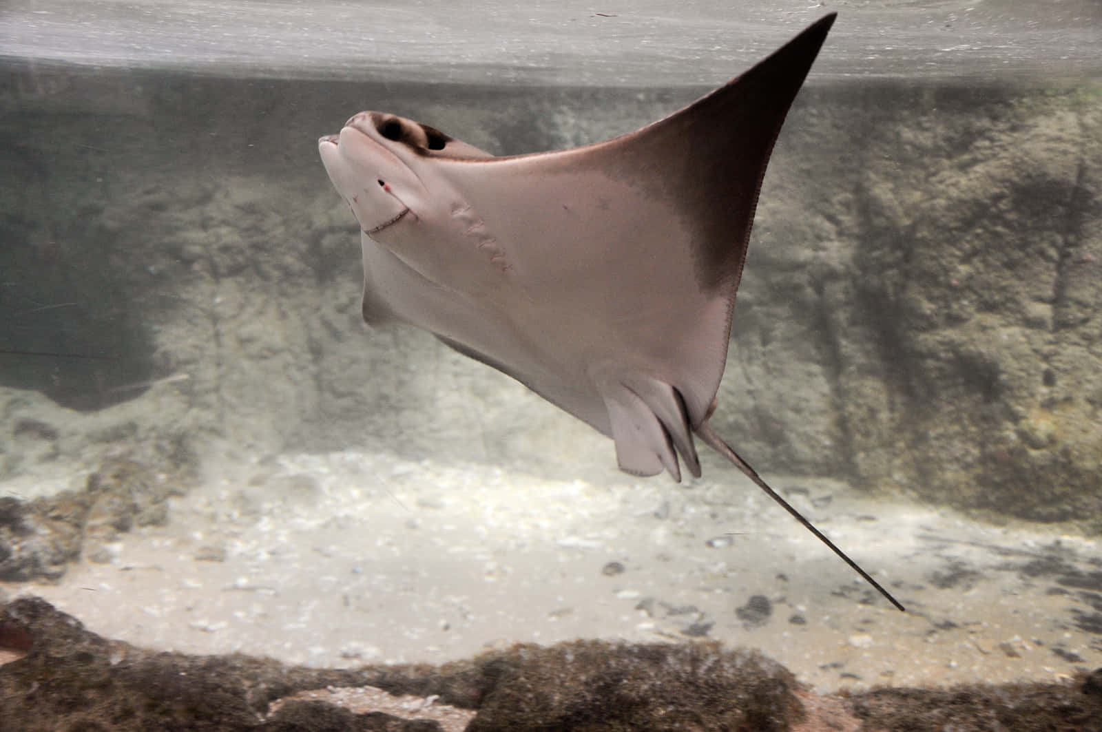  壁紙 — 一條大型魟魚在清澈的水族箱水中，於沙質底部和岩石突出處上方優雅地滑行。