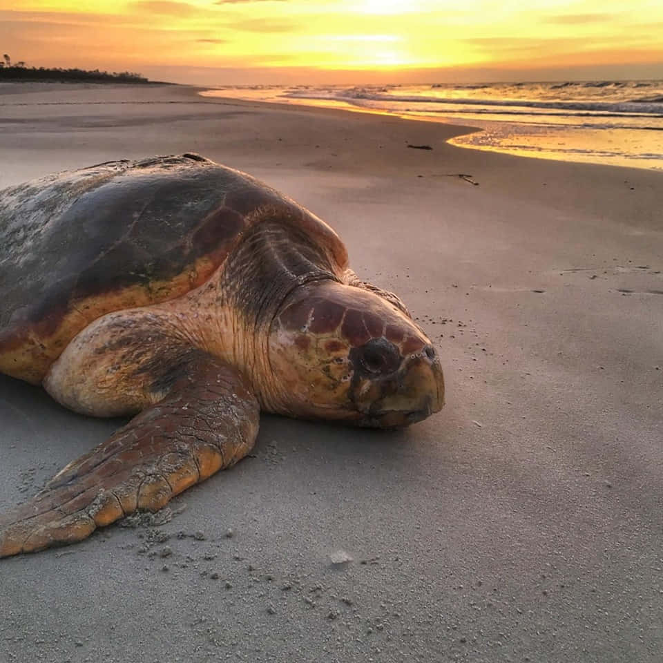 壁紙 — 一隻大海龜在沙灘上平靜地休息，金色的夕陽光芒以溫暖的色調沐浴著海浪。