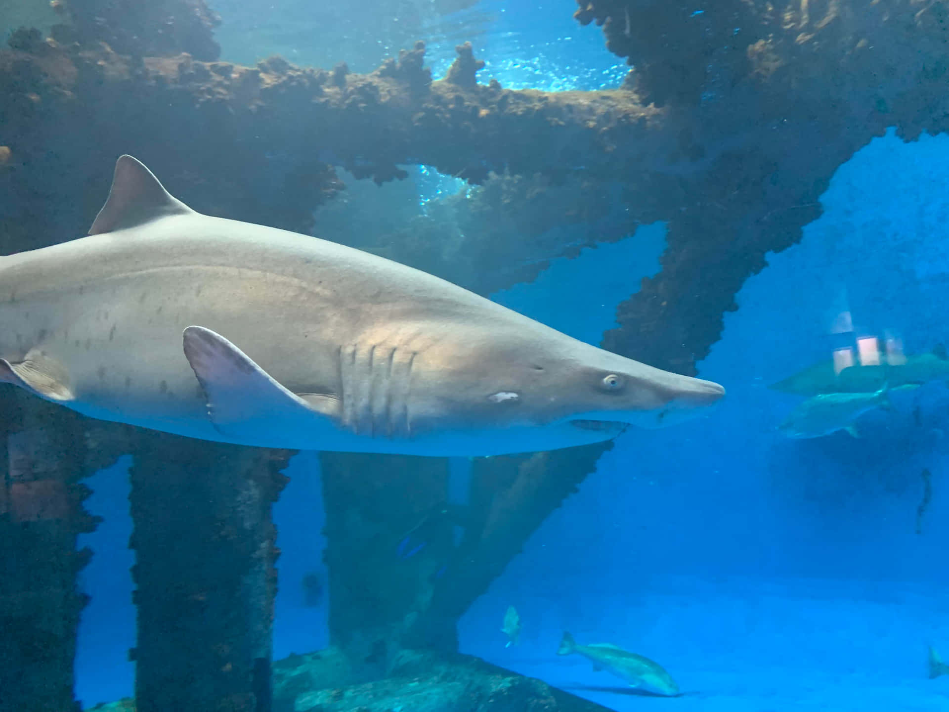  壁紙 — 一條大鯊魚在水族館的陽光照射珊瑚拱門下，優雅地滑過清澈的藍色水。