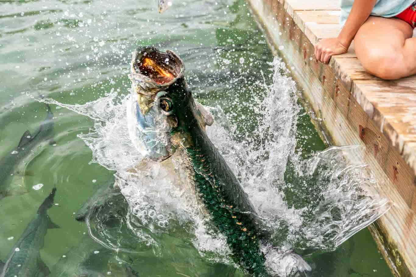  壁紙 — 一條大銀魚從綠色水中戲劇性地躍起，濺起水花，靠近木碼頭，有一個人正在觀看。