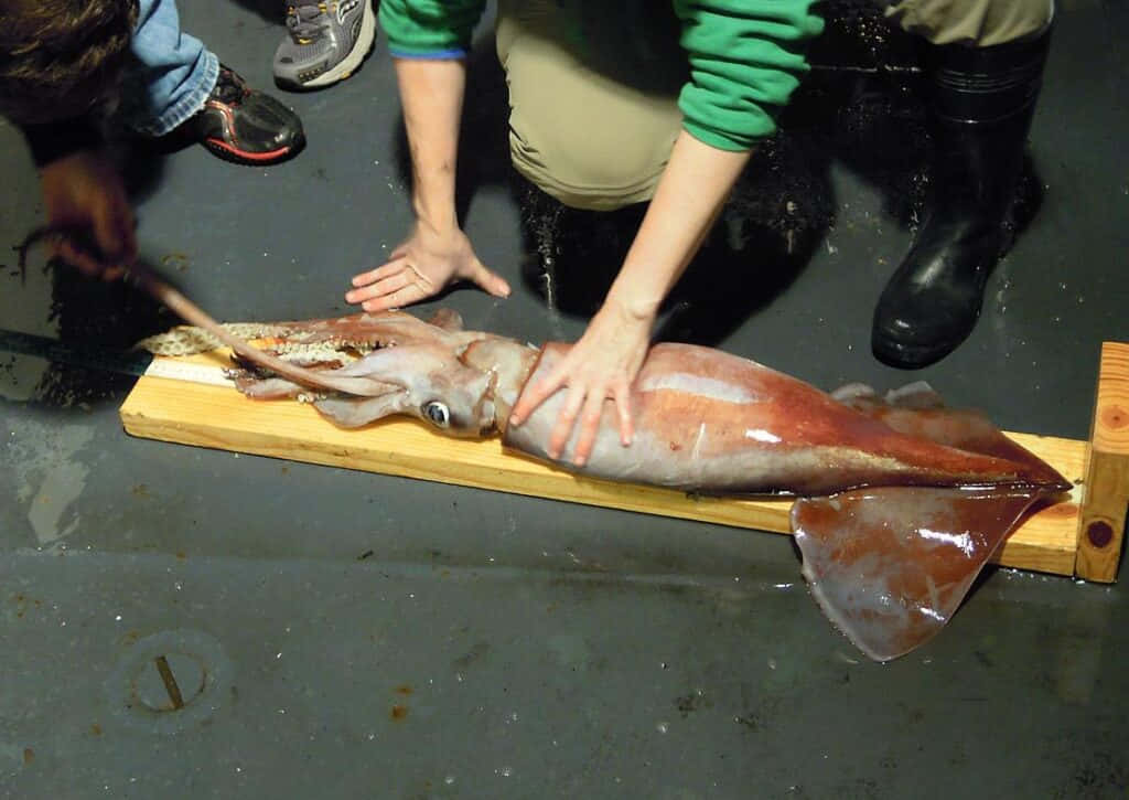  壁紙 — 一條大魷魚躺在一塊木板上，穿著靴子的人們在潮濕的甲板上仔細檢查牠。