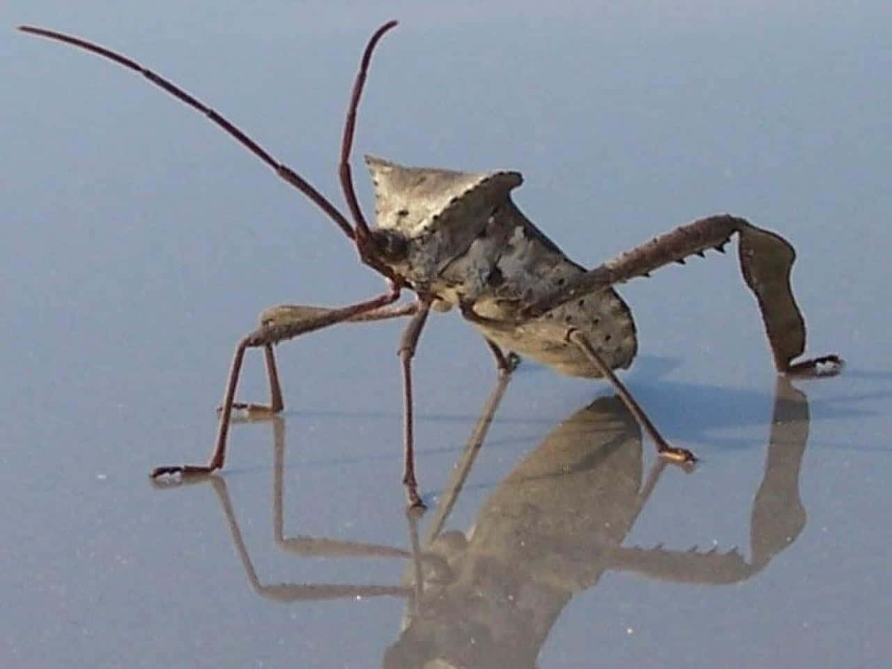  壁紙 — 一隻模仿葉片的獵蝽站在平靜的水面上，其多刺的肢體下方有清晰的倒影。