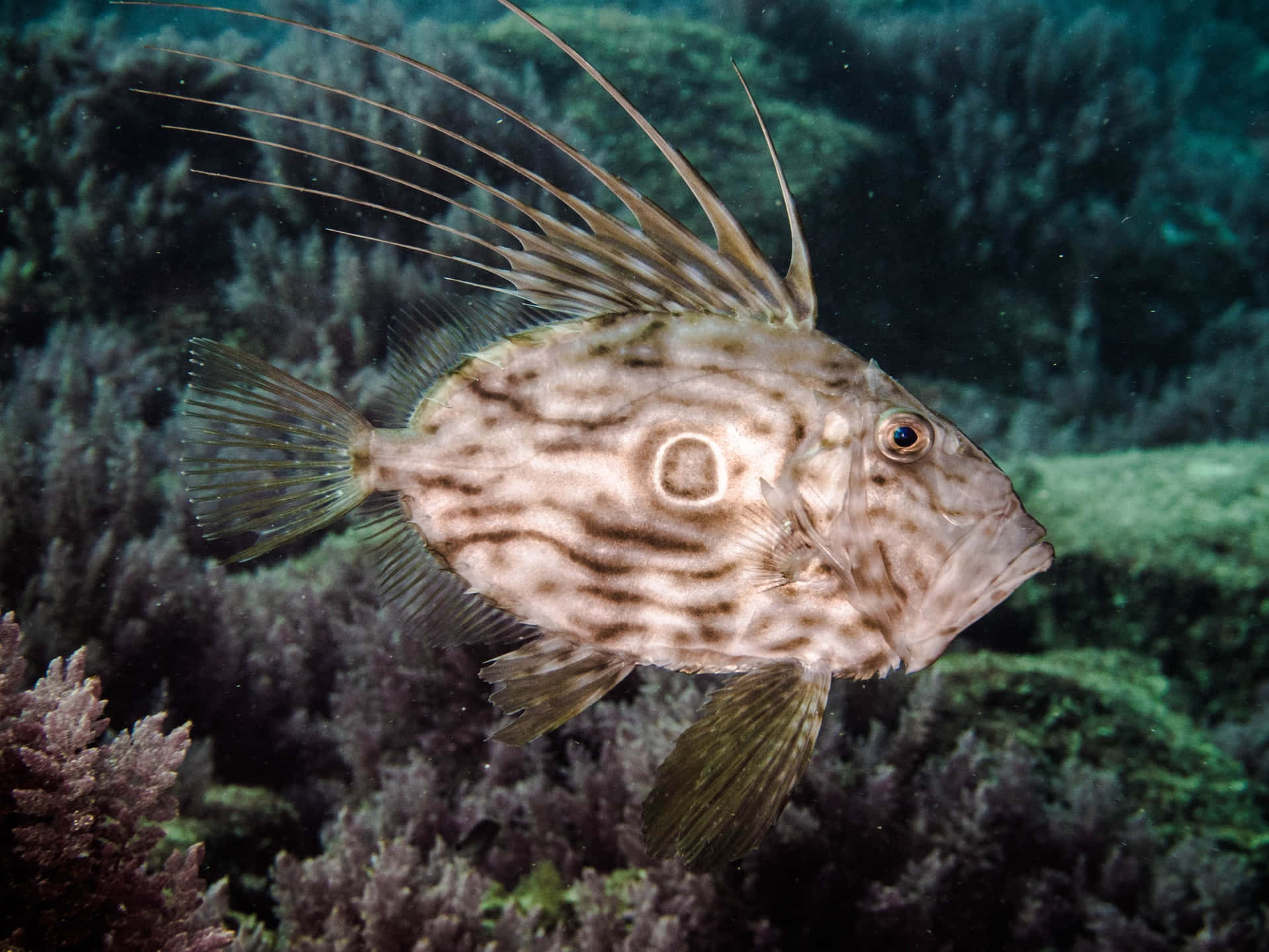  壁紙 — 一條擁有長刺鰭的獅子魚在藍綠色海水下優雅地游過充滿活力的珊瑚礁。