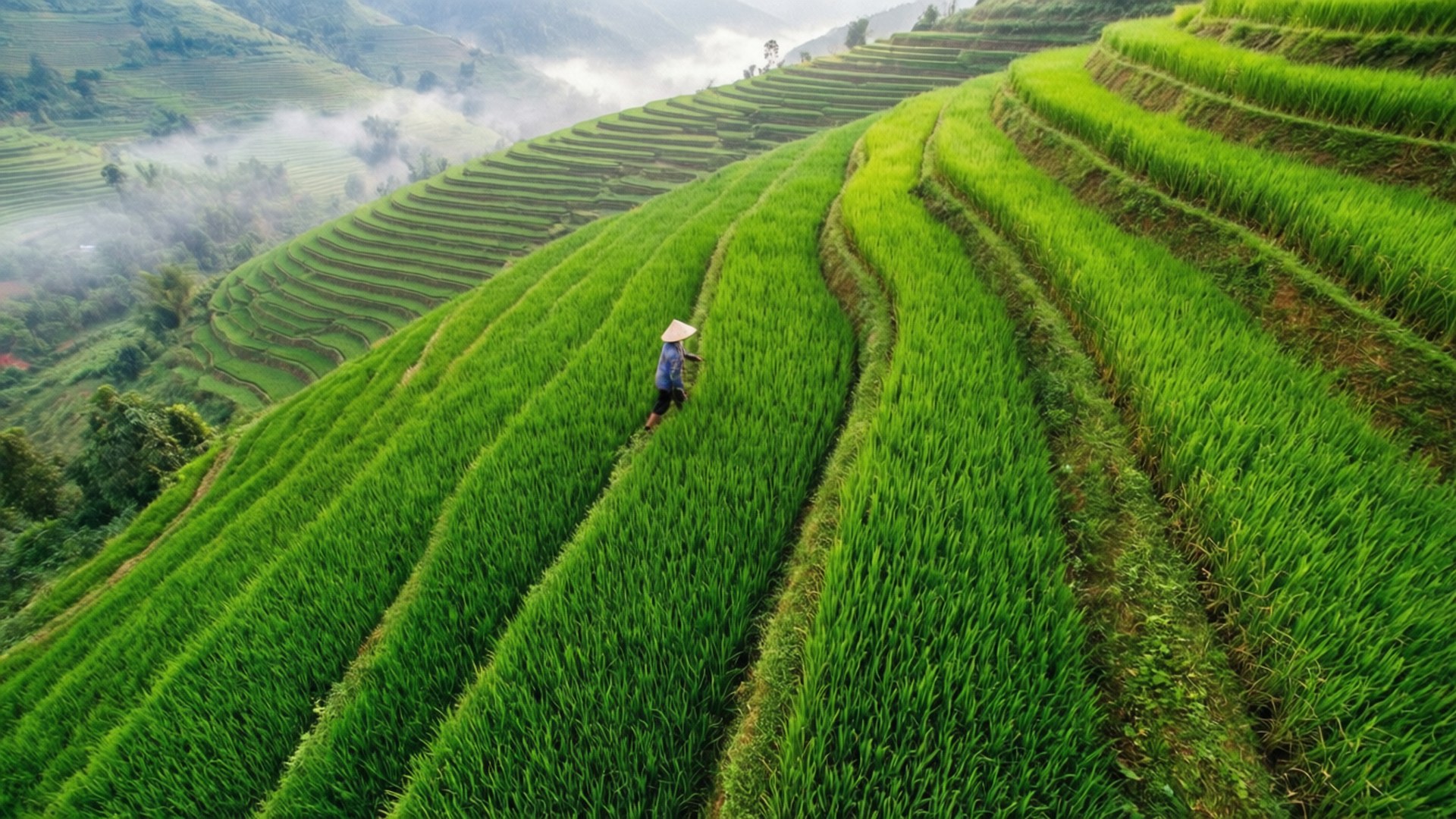 Rice Field 桌布 壁紙 — 一位孤獨的農夫走過蜿蜒在霧氣繚繞山坡上的翠綠梯田。