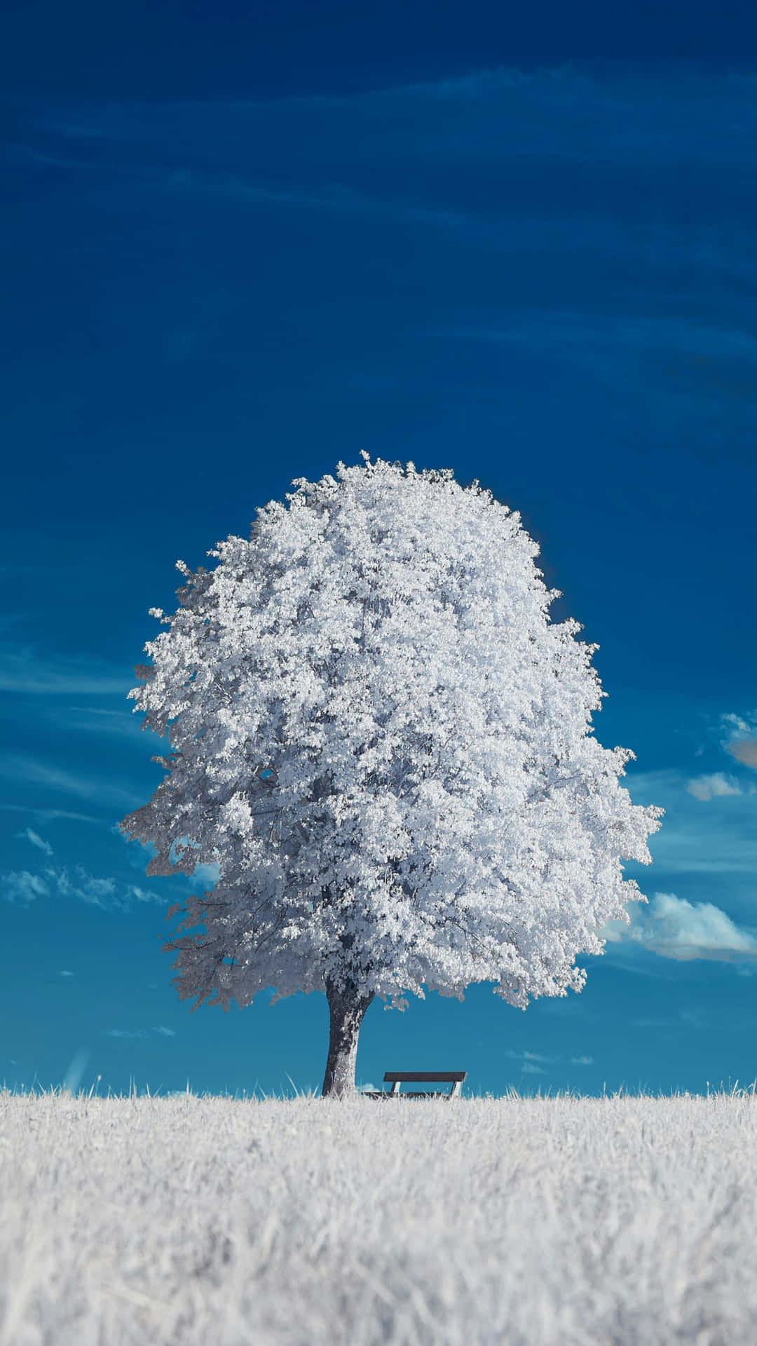  壁紙 — 一棵孤獨的霜覆樹木矗立在雪地上，背景是鮮豔的藍天，樹下有一張木長椅。