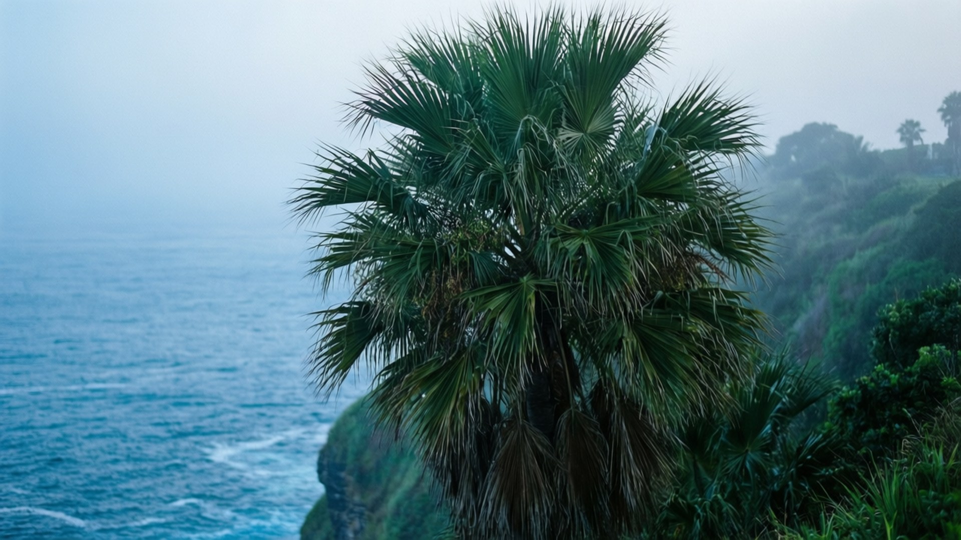 Cliffside Morning Palm 壁紙 — 一棵孤獨的棕櫚樹矗立在霧氣瀰漫的懸崖上，俯瞰著陰天下一片廣闊的藍色海洋。
