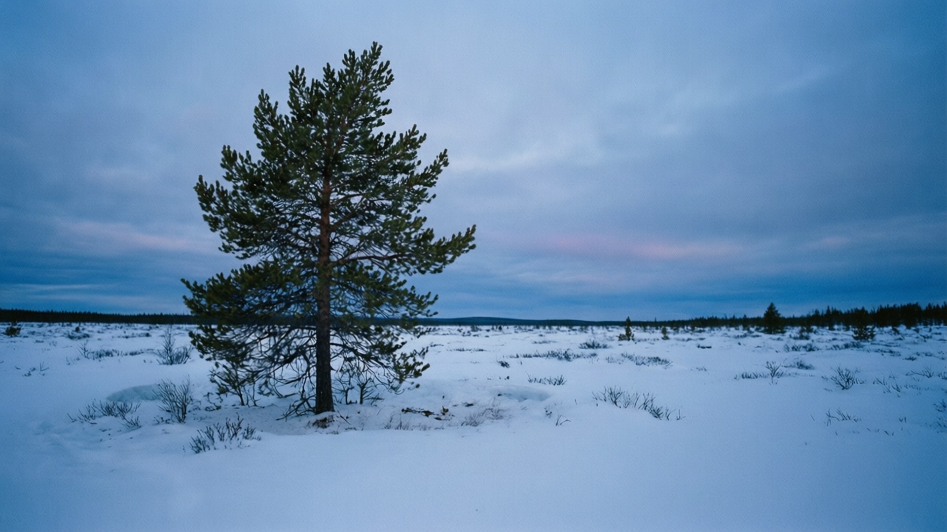 Snowy Tundra Twilight 壁紙 — 一棵孤獨的松樹矗立在廣闊的雪地上，天空呈現憂鬱的暮色，帶有柔和的粉紅色和藍色色調。