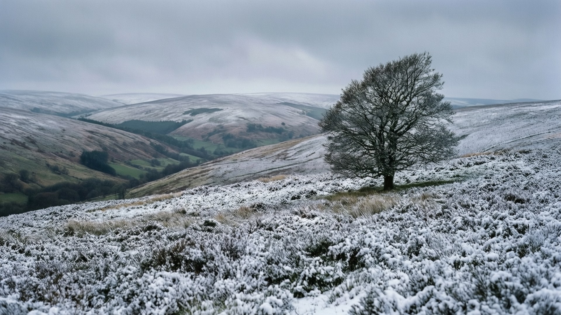 Snowy North York Moors 壁紙 — 一棵孤獨的樹上灑滿了雪，站在結霜的山坡上，俯瞰著灰色冬日天空下起伏的荒野。