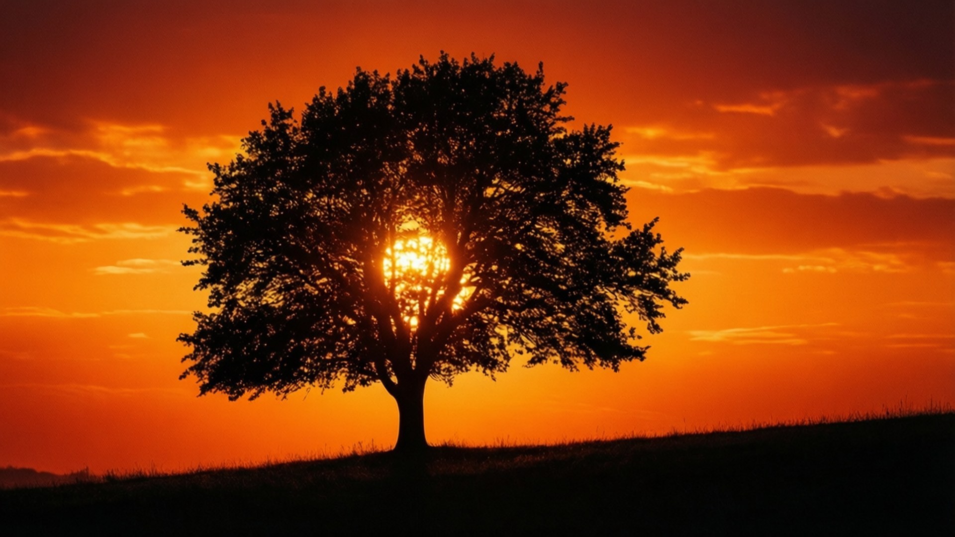 Sunset Silhouette 壁紙 — 一棵孤樹的剪影矗立在長滿草的山丘上，陽光穿過樹枝，映襯著火紅的橙色日落天空。