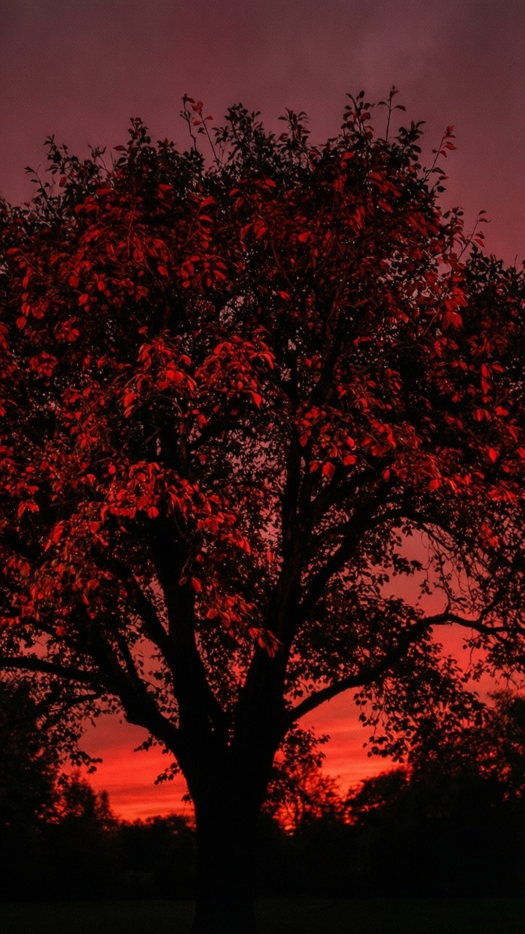 Tree with Red Leaves 壁紙 — 一棵孤樹剪影映襯著火紅的日落天空，樹葉閃閃發光。