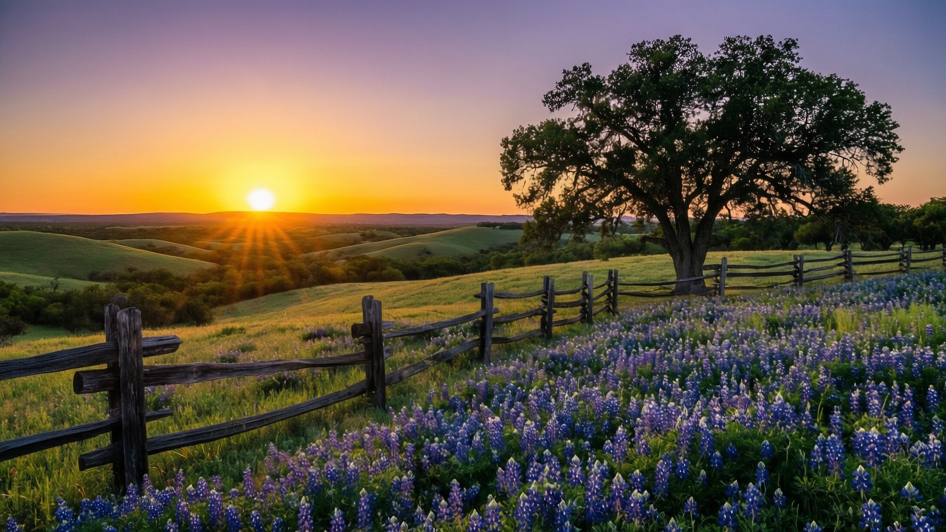 Texas Hill Country Sunset 壁紙 — 一棵孤樹立在木籬笆旁，田野裡開滿紫色野花，夕陽在連綿的綠色山丘上落下。