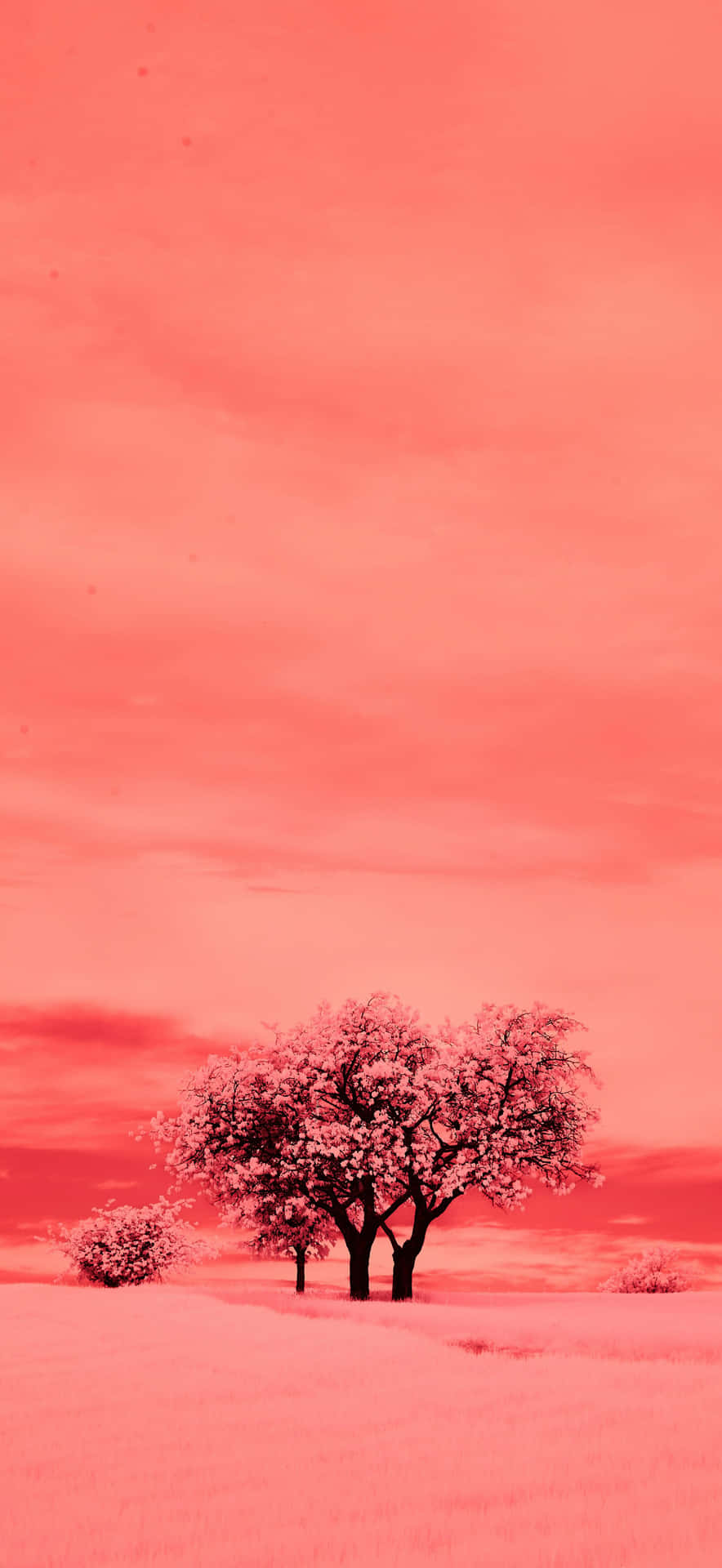 壁紙 — 一棵孤獨的開花樹木矗立在田野中，夕陽下廣闊的粉紅色天空籠罩著它。
