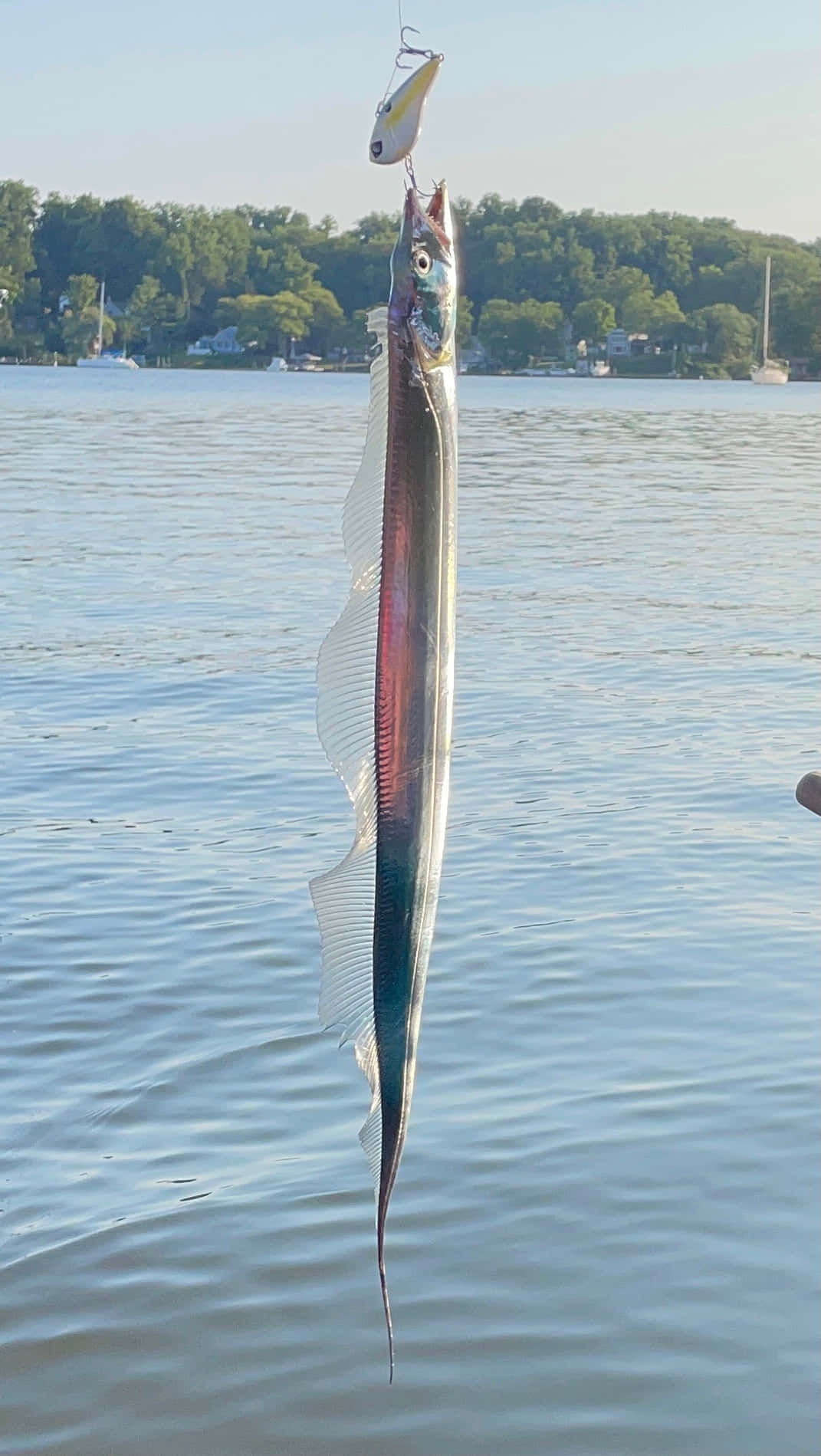  壁紙 — 一條長而纖細的魚掛在平靜水面上方的魚餌上，遠處有樹木和船隻。