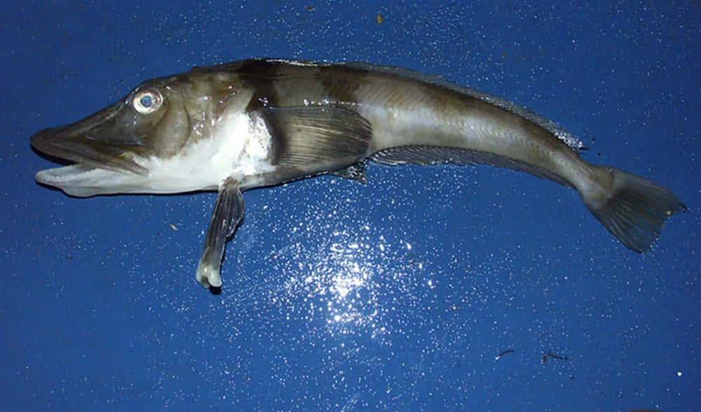 Icefish 桌布 壁紙 — 一條長而纖細的魚，有尖尖的鼻子和大眼睛，躺在有斑點的藍色表面上。