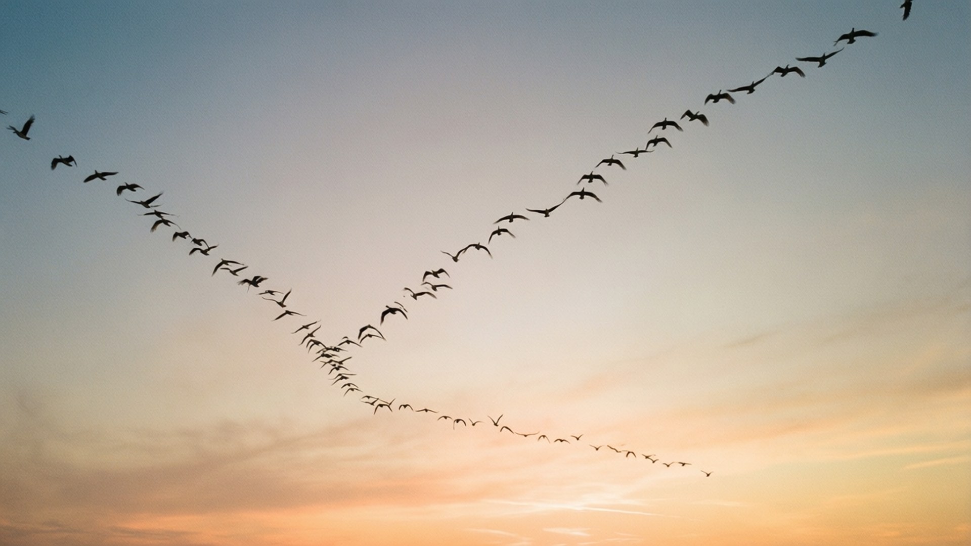 Birds at Sunset 壁紙 — 長長的V形鳥群剪影，映襯著柔和漸變的日落天空。