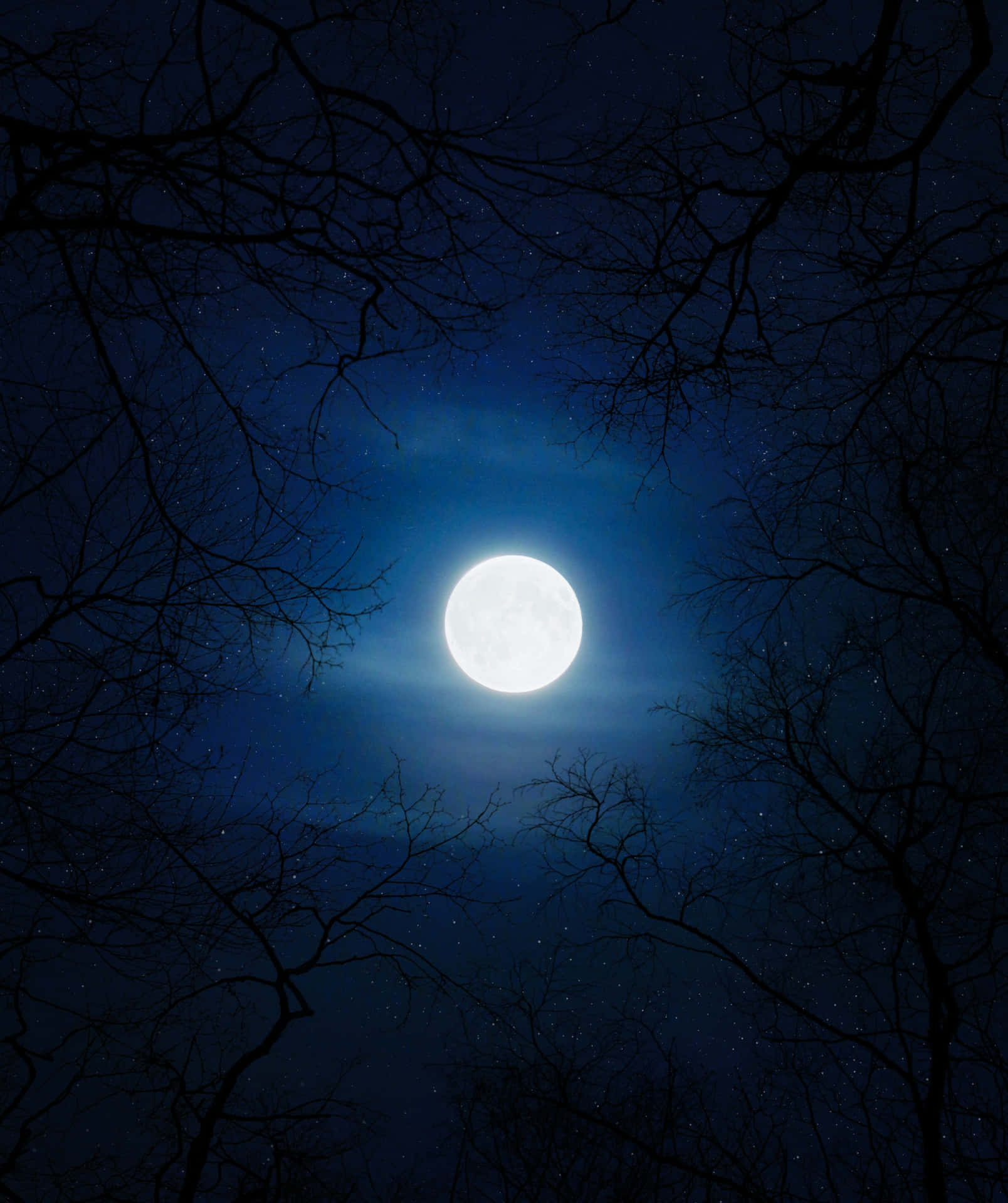  壁紙 — 一輪明亮的滿月透過錯綜複雜的禿枝，在繁星點點的夜空下閃耀。