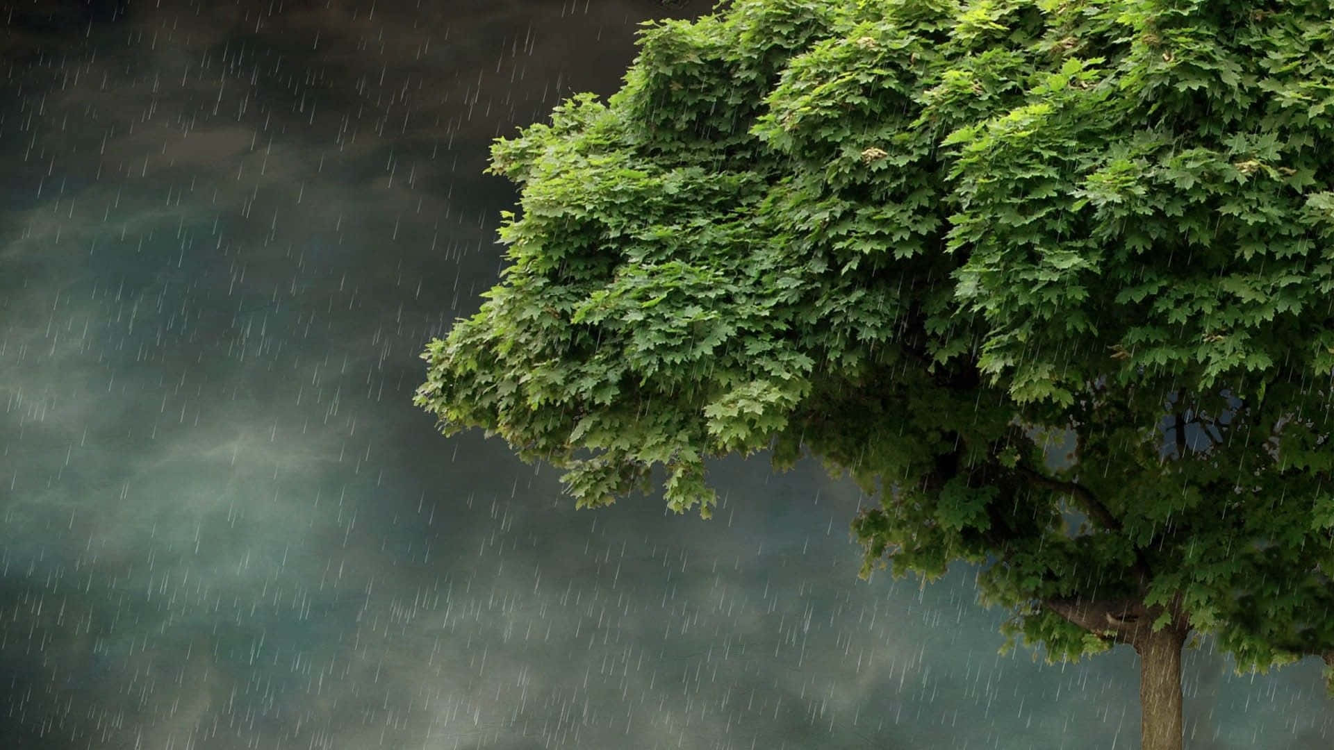 Spring Rain 桌布 壁紙 — 一棵茂盛的綠樹獨自矗立，大雨傾盆而下，映襯著陰暗憂鬱的天空。