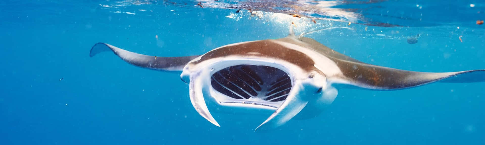 Manta Rays 桌布 壁紙 — 一隻雄偉的蝠魟在陽光照射的水面附近，優雅地滑過清澈的藍色海水。