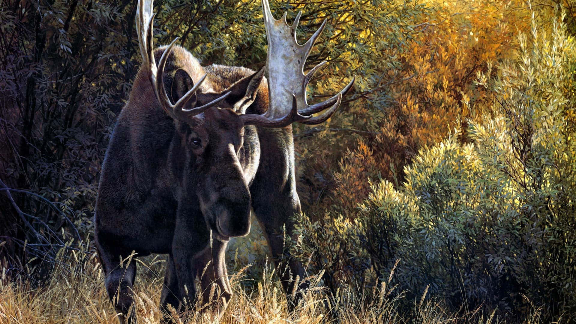 moose 桌布 壁紙 — 一隻擁有巨大鹿角的雄偉駝鹿，站在沐浴在溫暖陽光下的金色秋葉中。