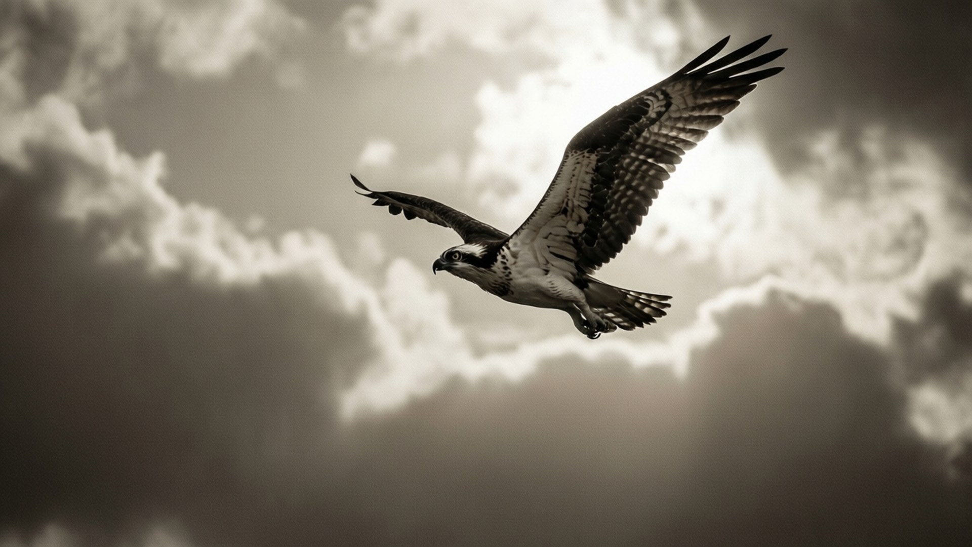 Osprey 桌布 壁紙 — 一隻雄偉的魚鷹在戲劇性的多雲天空中翱翔，翅膀完全展開，展現強勁的飛行姿態。