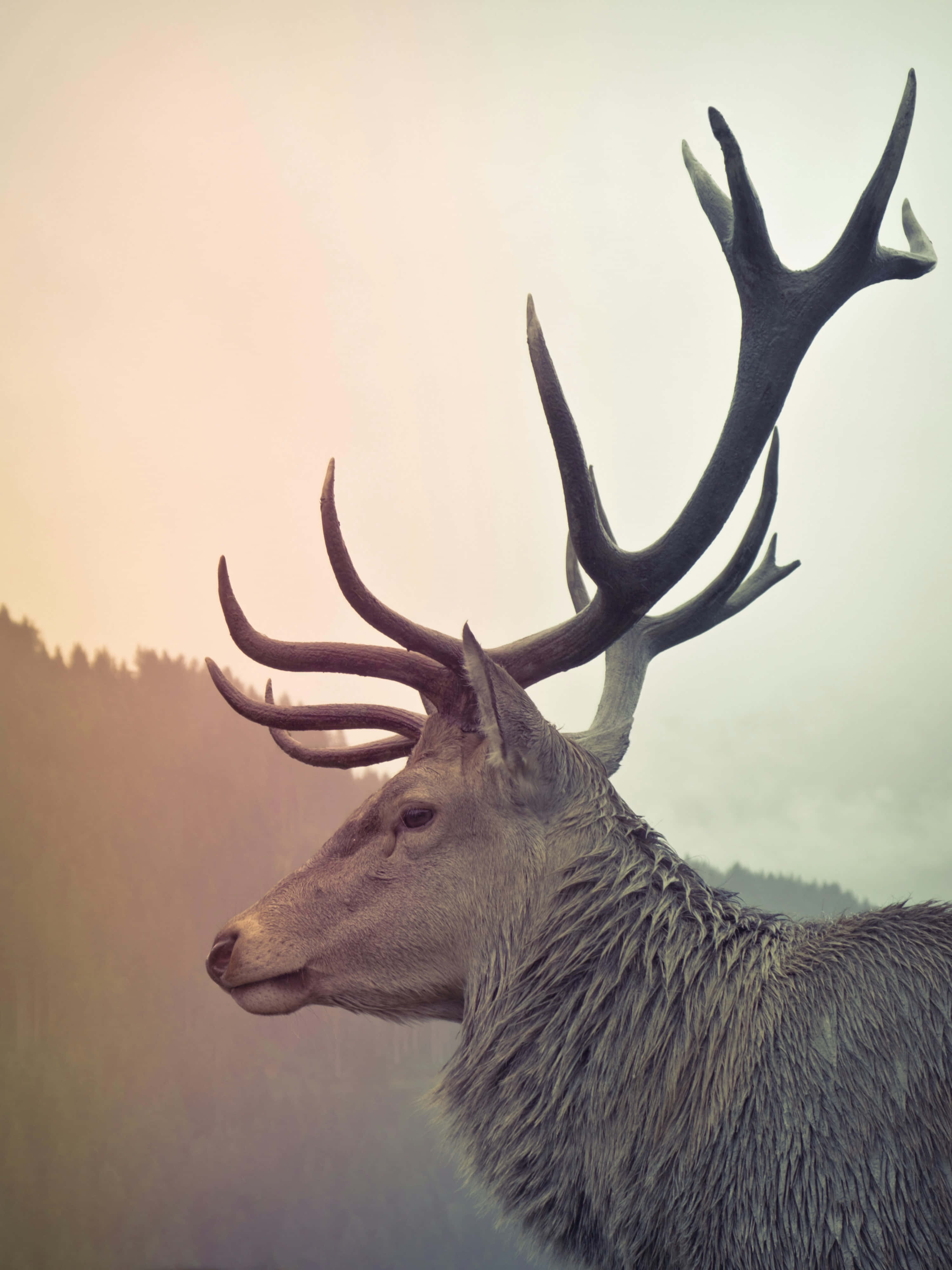 Stag 桌布 壁紙 — 一隻擁有巨大鹿角的雄偉雄鹿，在柔和霧濛濛的黎明天空下，以側面姿態站立，遠方是樹木繁茂的山丘。