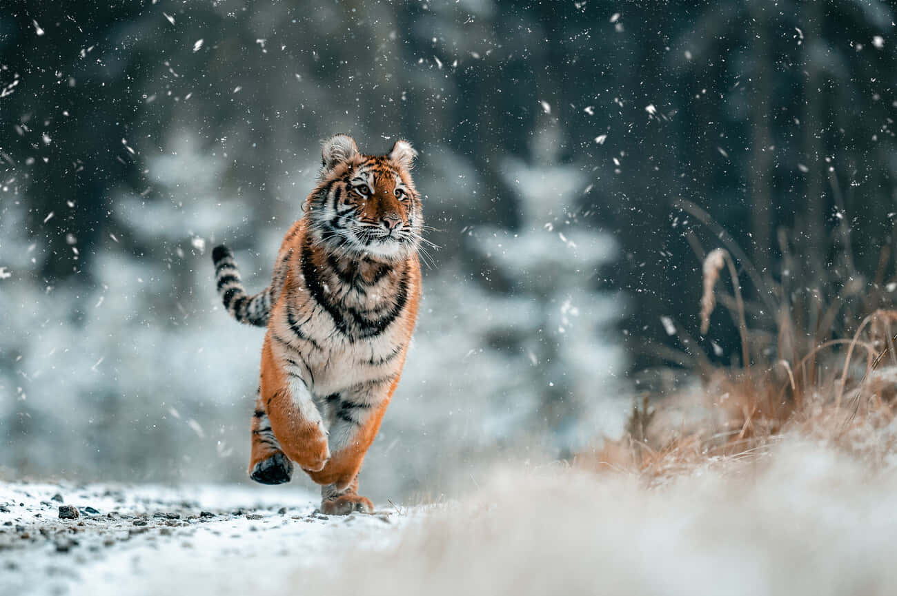  壁紙 — 一隻威猛的老虎在雪地森林中奔馳，雪花在其強壯的身軀周圍旋轉飄落。