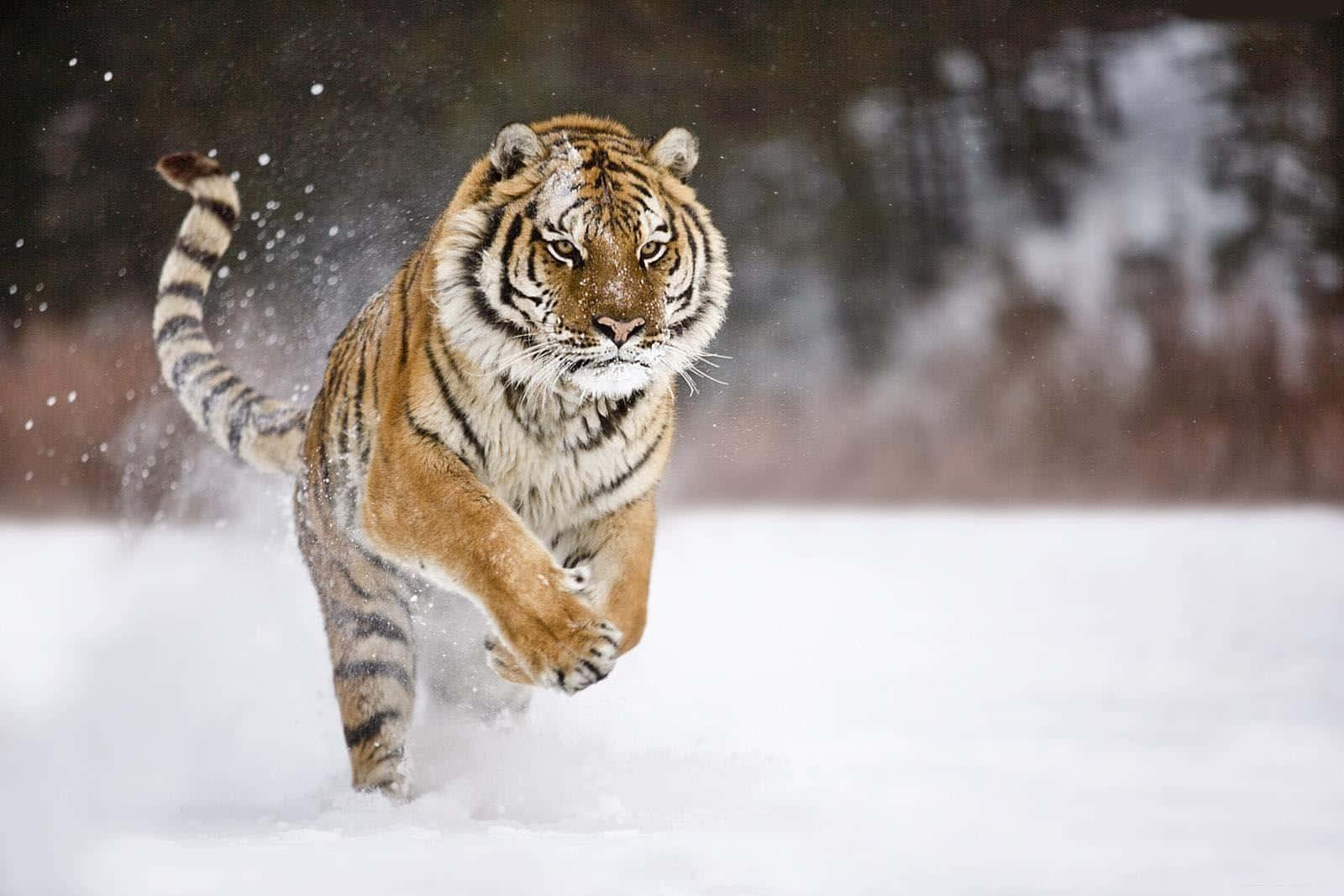  壁紙 — 一隻威猛的老虎在厚厚的雪中奔跑，雪花在牠強而有力的爪子周圍飛舞。