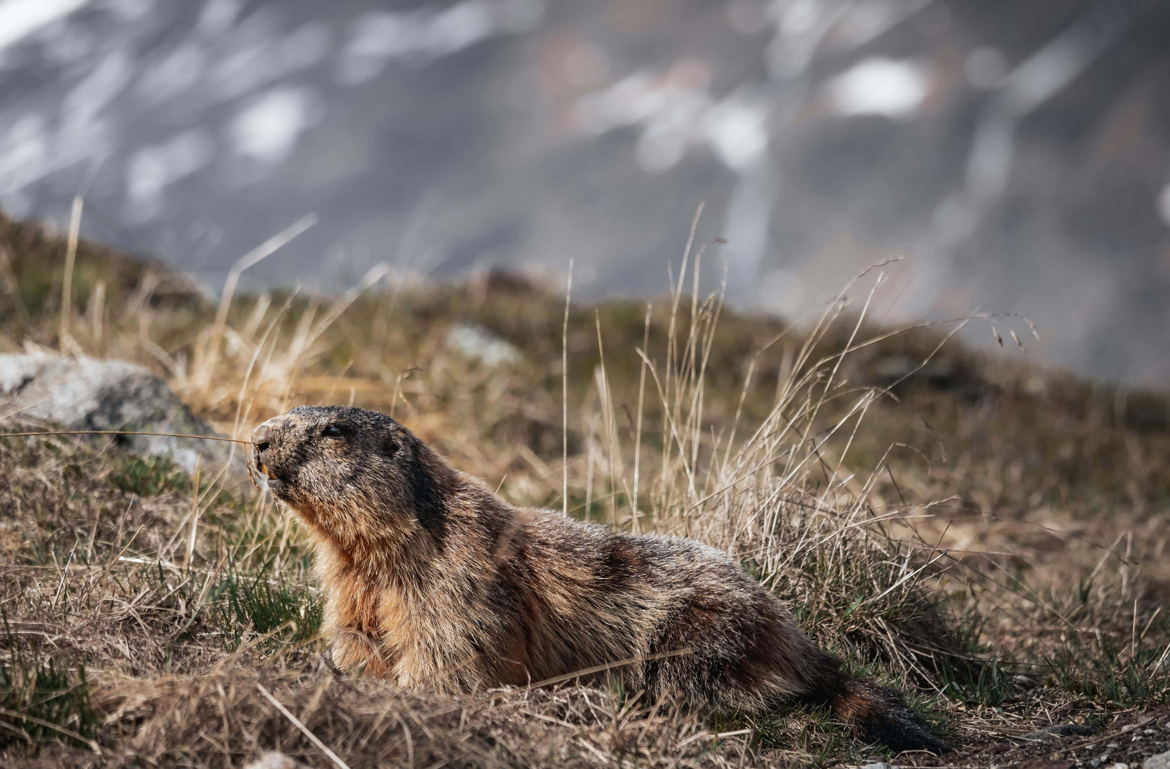 Woodchuck 桌布 壁紙 — 一隻土撥鼠警覺地坐在乾草上，位於陽光普照的山坡，背景模糊中有積雪的山峰。