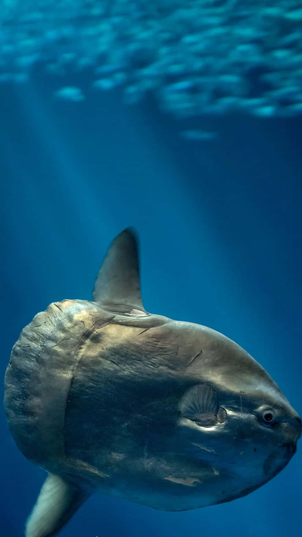  壁紙 — 一條巨大的翻車魚在清澈的藍色海水中滑行，陽光從上方穿透下來。