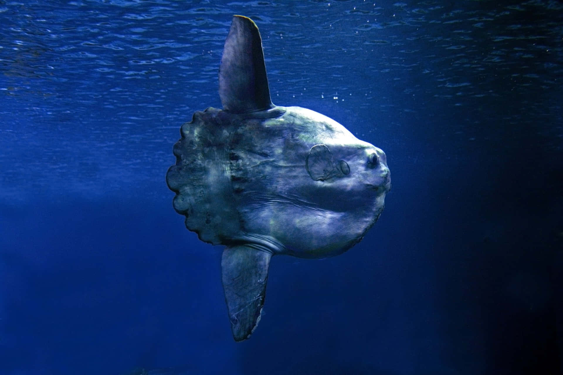  壁紙 — 一條巨大的海洋翻車魚以其獨特的圓形身體和高高的背鰭在深藍色水中滑行。