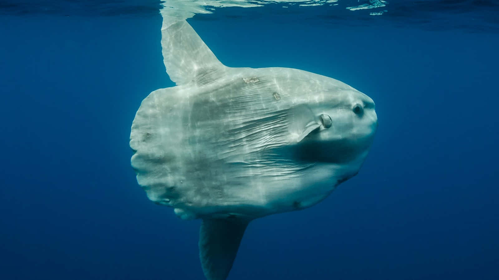  壁紙 — 一條巨大的銀色翻車魚在深藍色海水中滑行，陽光從上方穿透下來。
