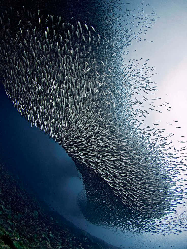  壁紙 — 一大群銀色魚群在水中旋轉，形成動態漩渦，背景為漸變藍色。