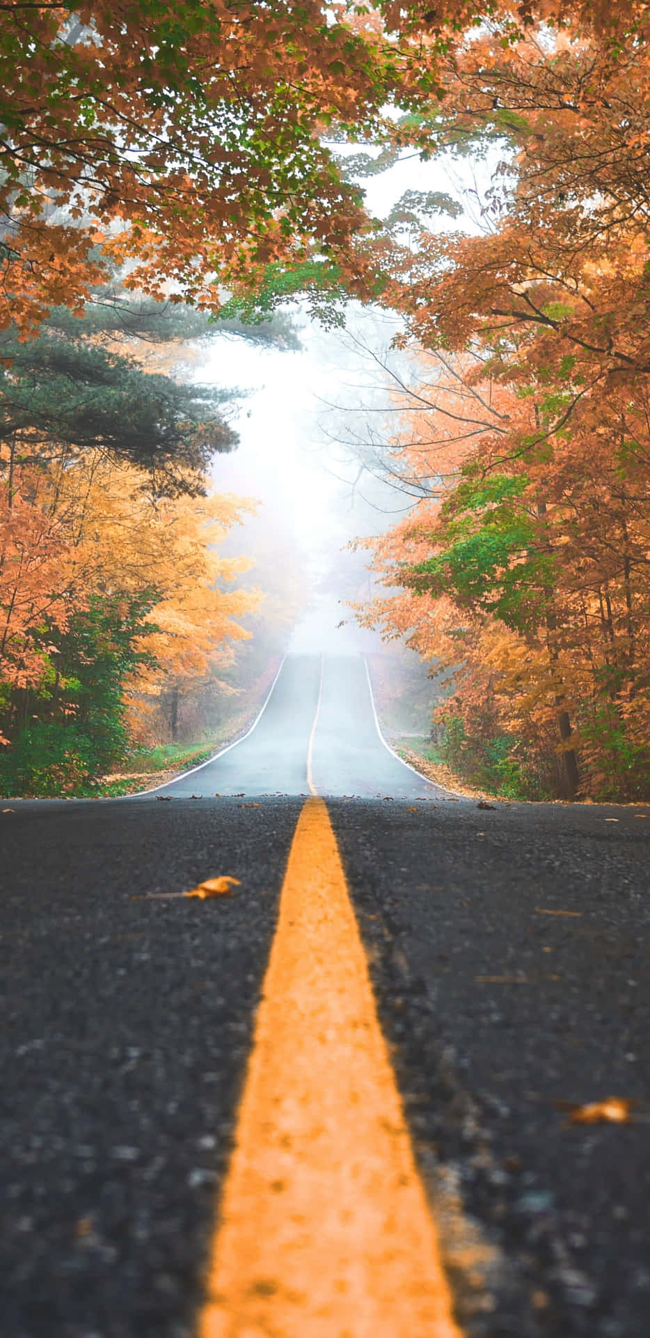  壁紙 — 一條霧氣瀰漫的秋日道路向前延伸，穿過一條由火橙色和綠色樹木組成的隧道，前方有發光的光。