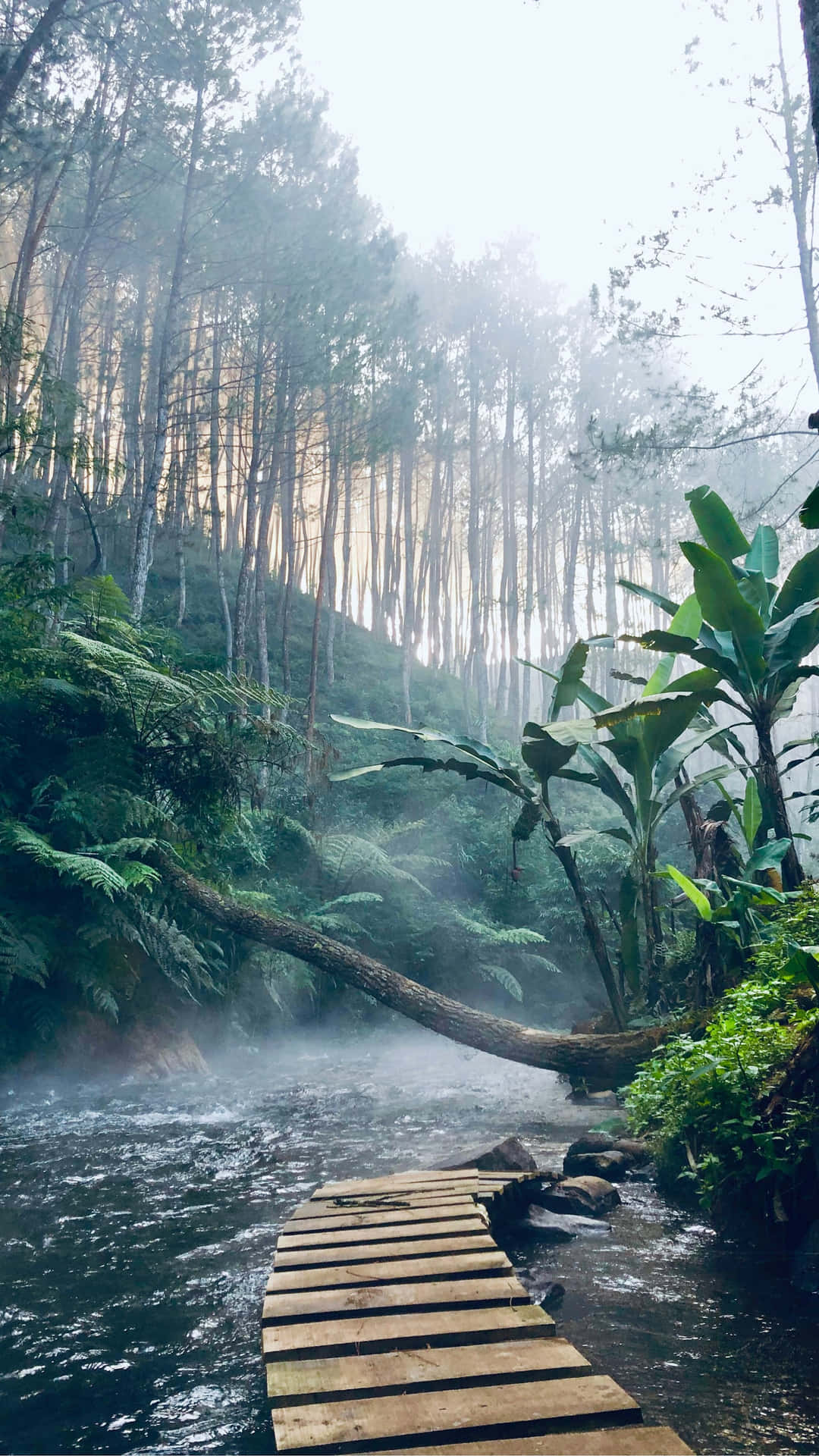  壁紙 — 黎明時分，一條霧氣瀰漫的森林溪流，木製步道蜿蜒穿過茂密的綠色蕨類植物和高聳的樹木。