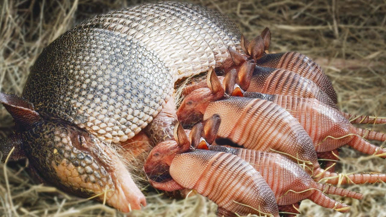 armadillo 桌布 壁紙 — 一隻母犰狳與她的寶寶在稻草床上，在柔和自然光下哺乳。