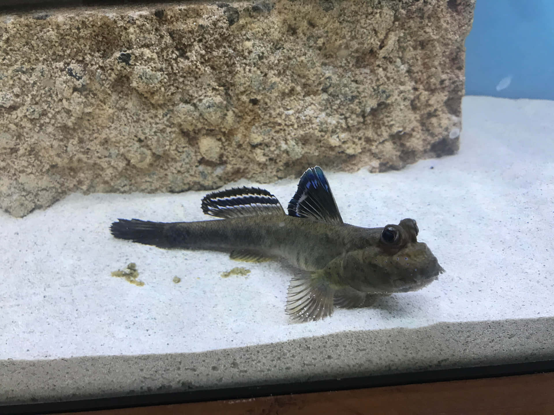  壁紙 — 一條擁有醒目藍色和黑色鰭的彈塗魚，在水族箱中靠近有紋理的石頭旁的白色沙子上休息。