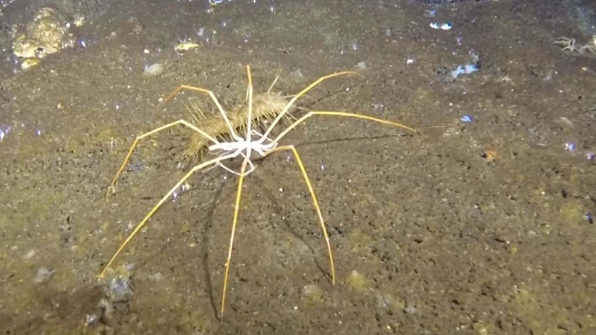 Sea Spider 桌布 壁紙 — 一隻蒼白纖細的海蜘蛛在昏暗的人造光下爬過黑暗的沙質海底。