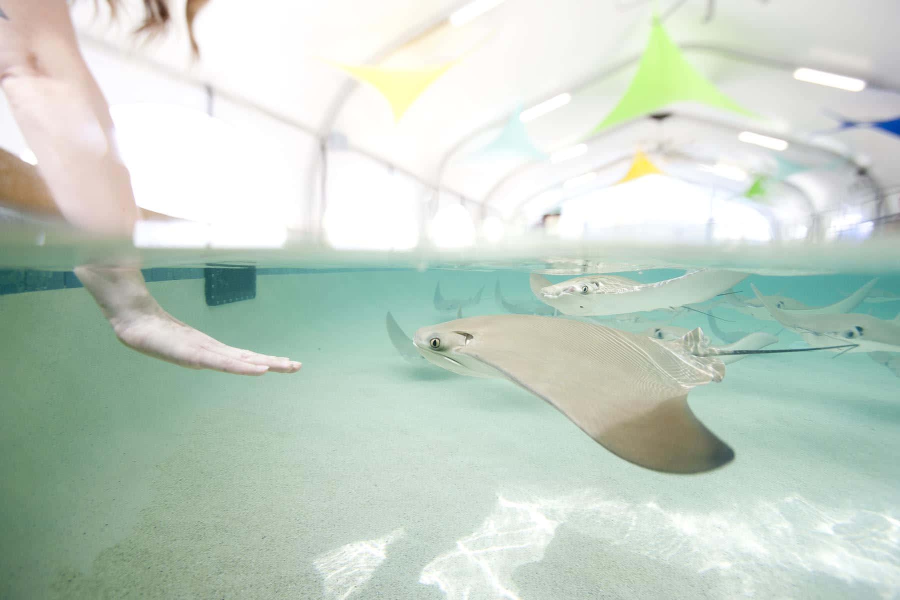  壁紙 — 一個人輕輕地伸手觸摸在清澈的室內水族箱中優雅游動的魟魚，上方有色彩繽紛的三角形裝飾。