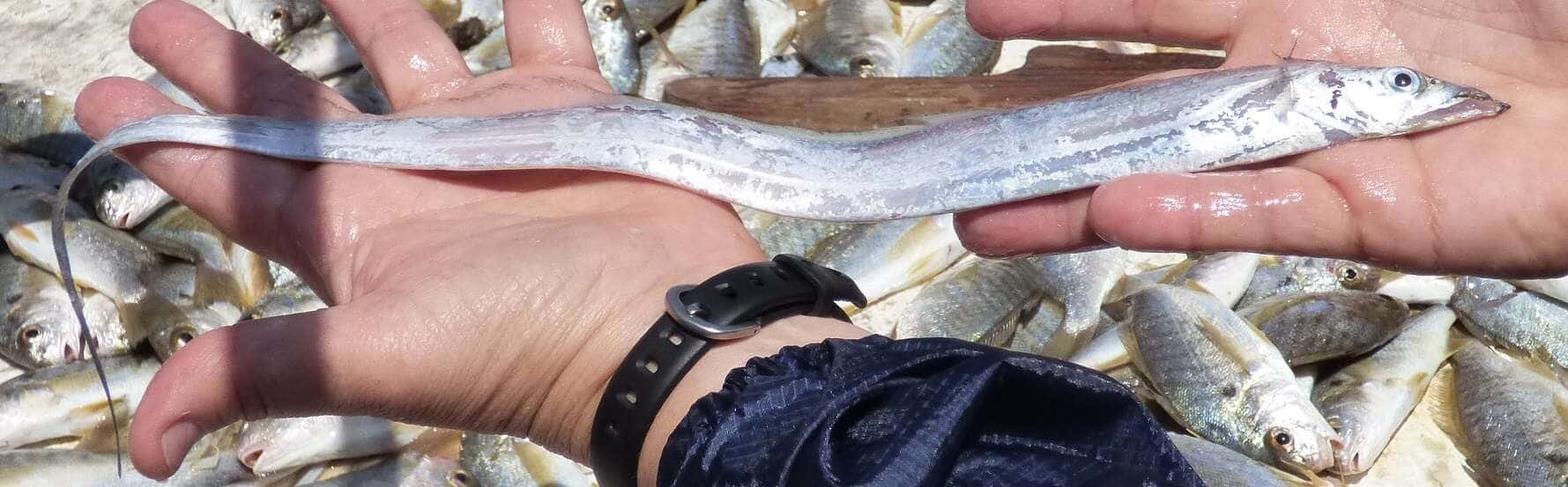  壁紙 — 一個人在明亮的日光下，手持一條長而纖細的魚，放在一堆較小的銀色魚上方。