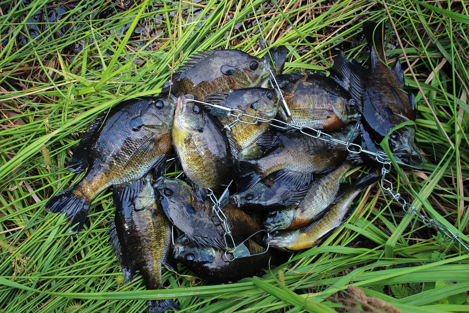  壁紙 — 一堆剛捕獲的深色魚纏繞在金屬鏈上，放在水邊鮮綠的草地上。