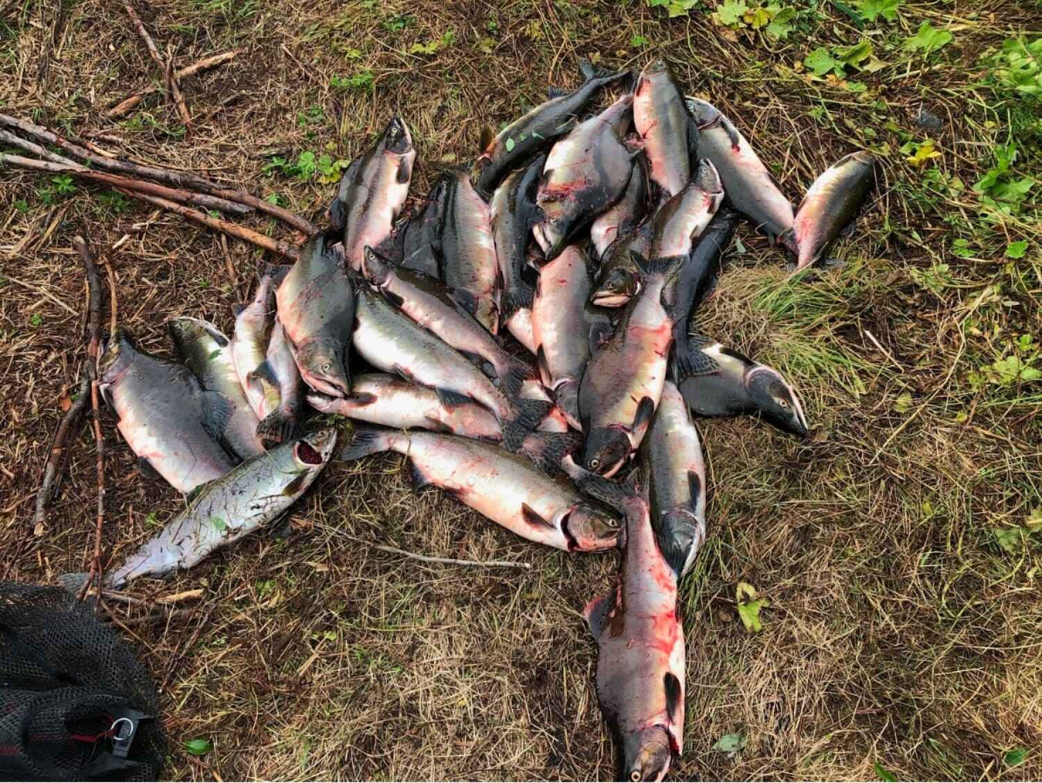  壁紙 — 一堆新鮮捕獲的鮭魚散落在乾草和樹枝上，靠近一個漁網。