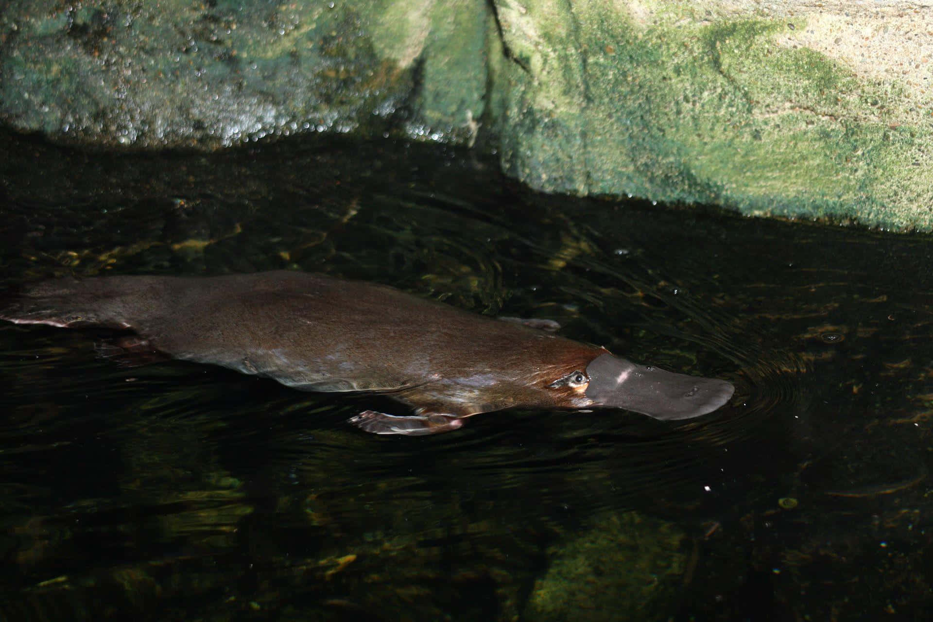 Platypus 桌布 壁紙 — 鴨嘴獸在寧靜的圍欄內，於長滿苔蘚的綠色岩石下的暗水中平穩滑行。